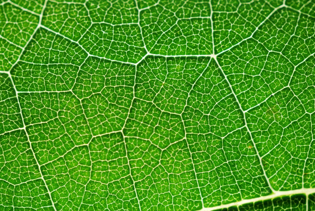 The Secret Life Of Plants Garden Care the-secret-life-of-plants-garden-care