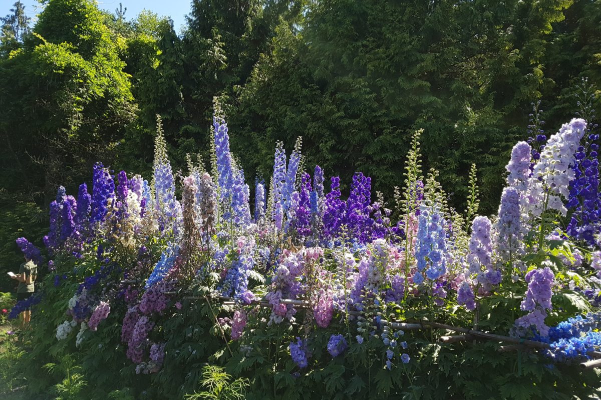 Light blue and purple delphiniums in a garden border