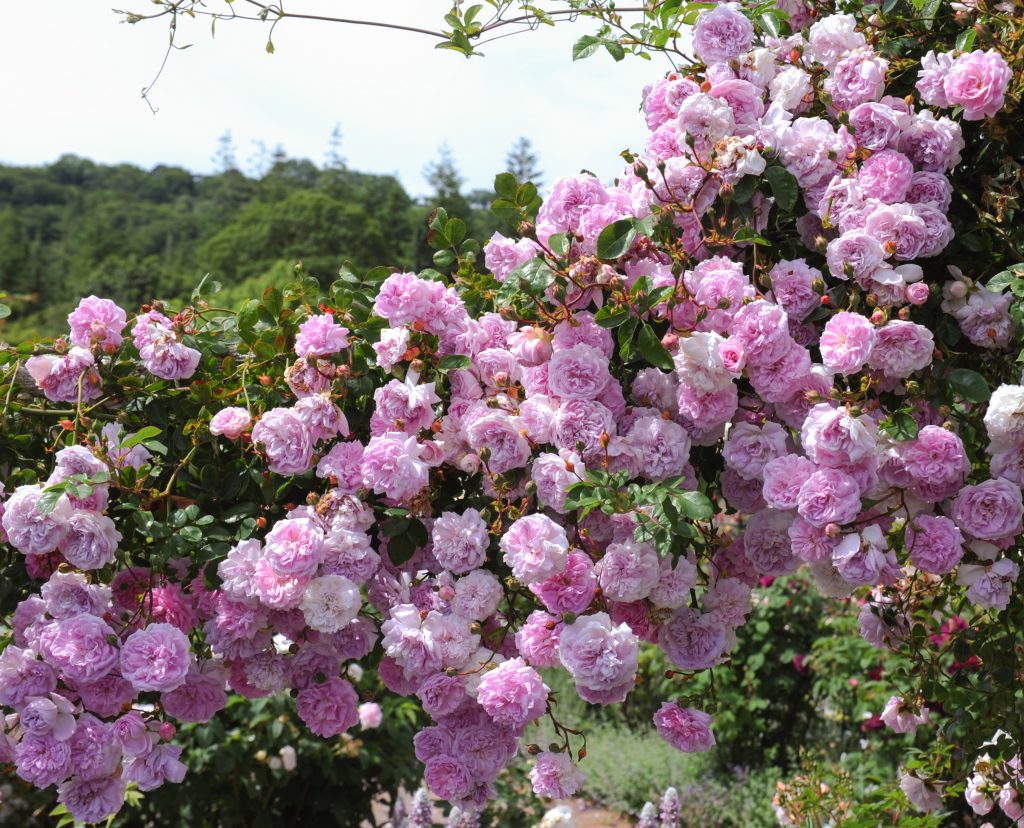 Rambling pink Rosa roses