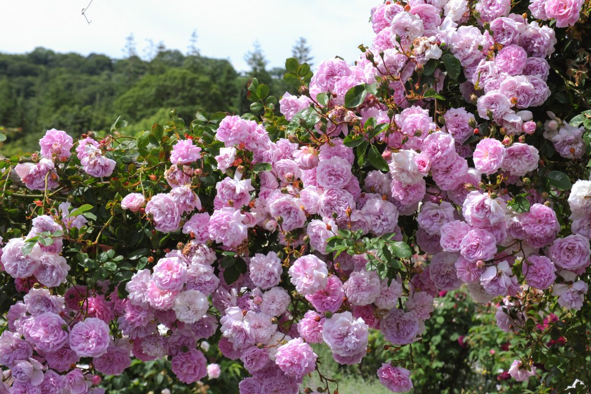 Rambling pink Rosa roses