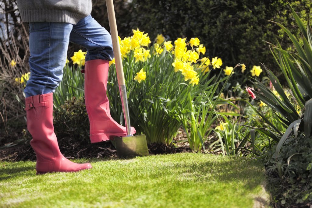 Person in pink wellies digging near a garden border full of daffodils