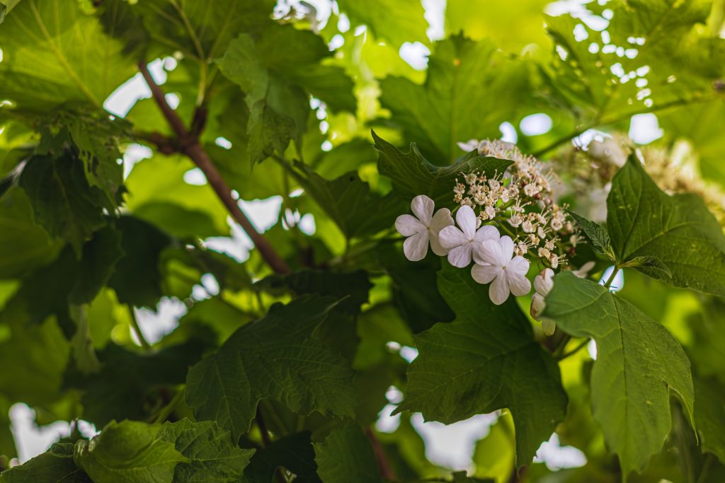 Viburnum opulus 'Compactum'