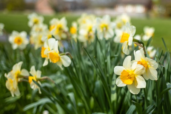 Daffodils