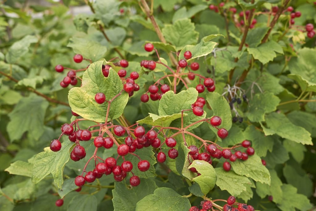 Viburnum opulus 'Compactum'