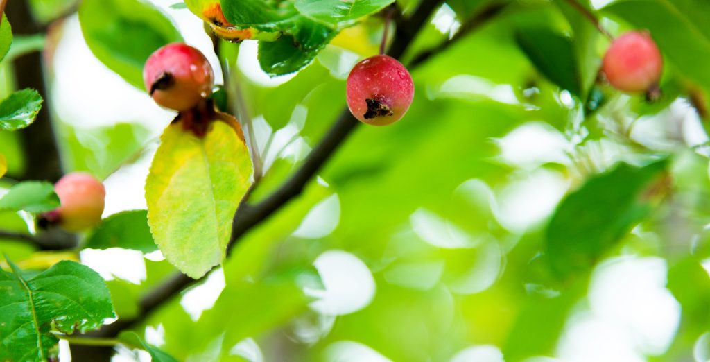 Crab Apples