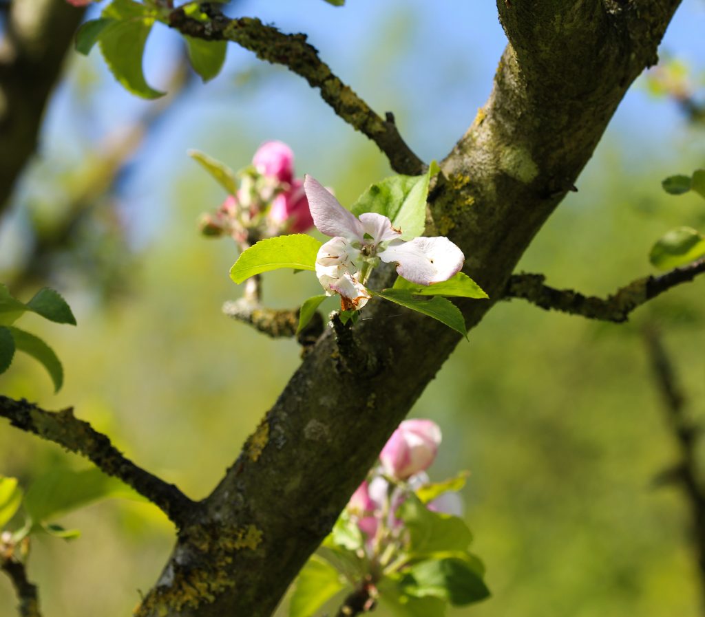 Crab Apple tree blossom