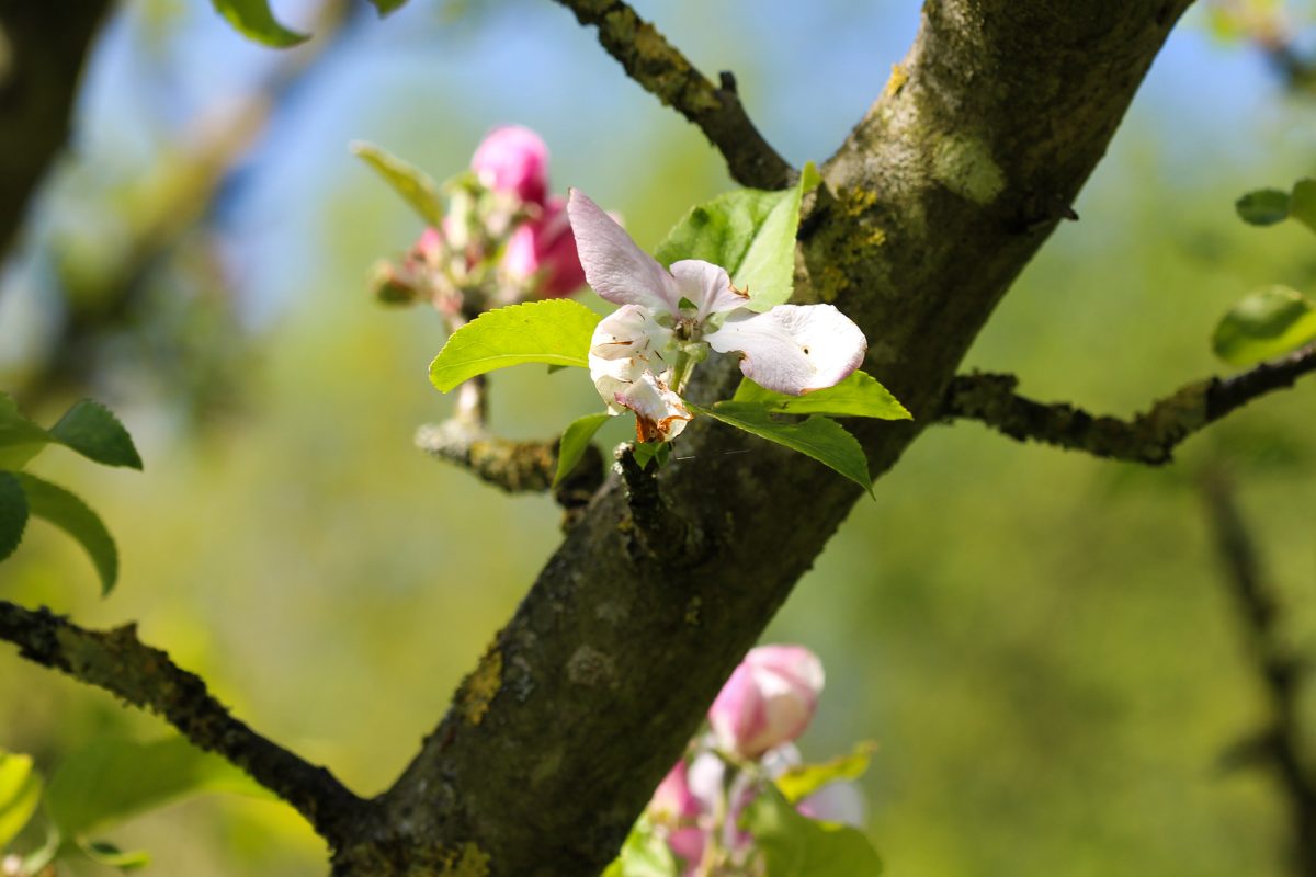 Crab Apple tree blossom