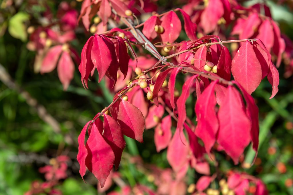 Euonymus alatus, commonly known as the burning bush