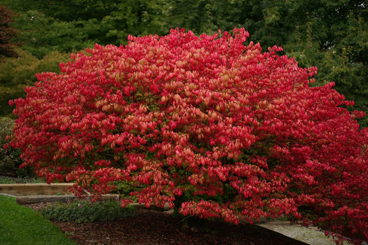 Euonymus alatus commonly known as the burning bush