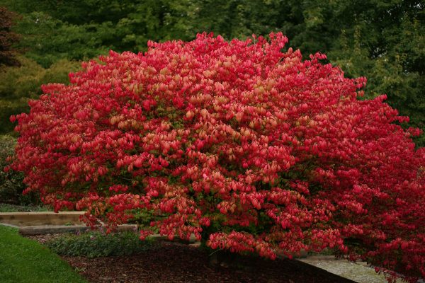 Euonymus alatus commonly known as the burning bush