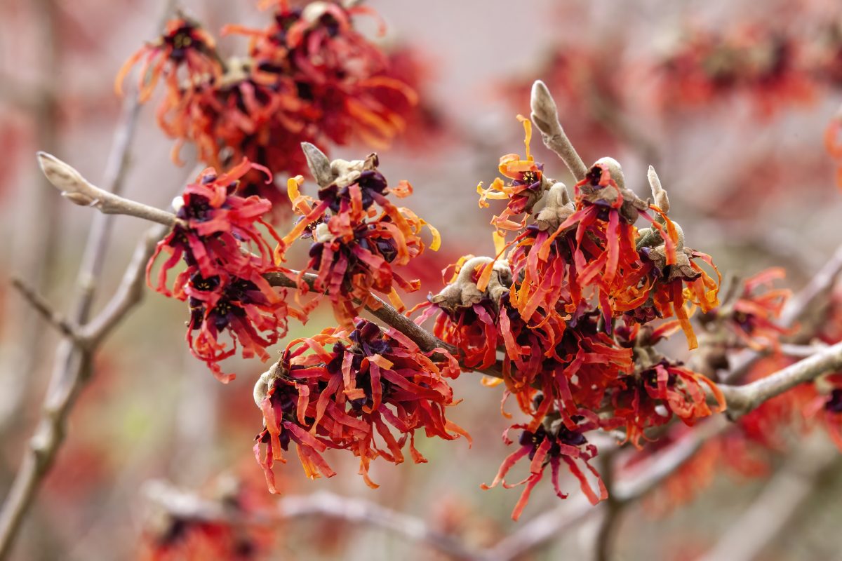 Hamamelis x intermedia ‘Diane’