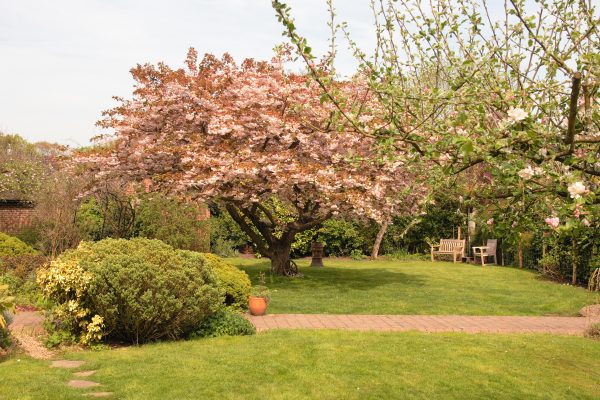 Ornamental Cherry Trees