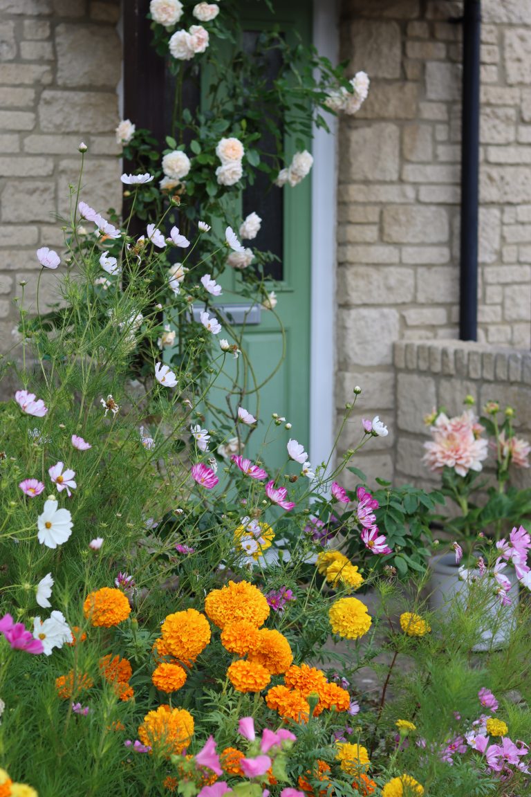 Marigolds and cosmos in a front garden flower bed in summer