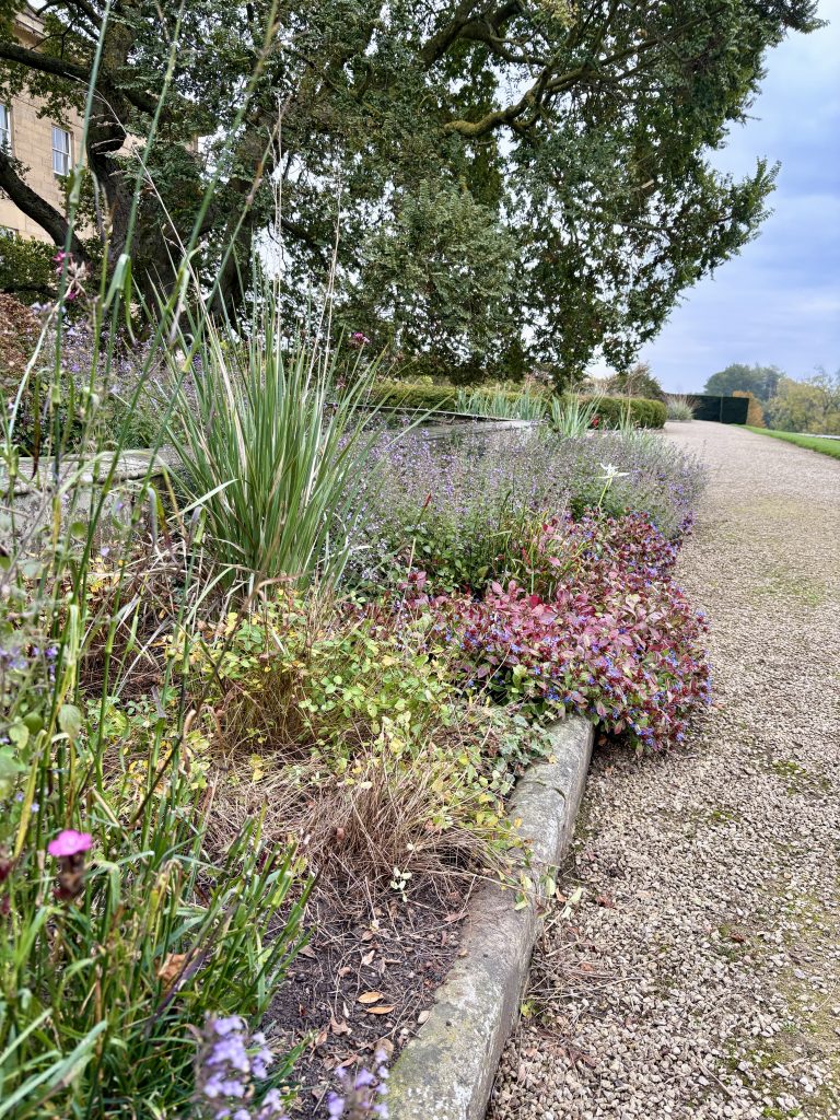 A peaceful garden path bordered by lavender and small purple blossoms. Grassy plants and colourful leaves add texture, while a large oak tree shades the walkway under a soft, calm sky.