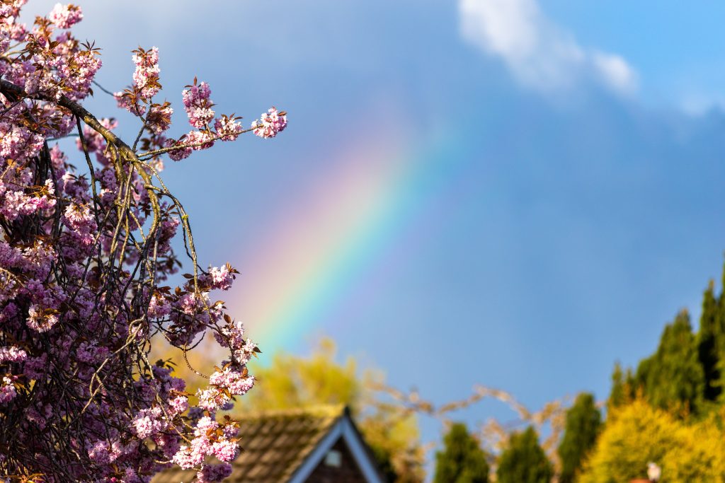 Ornamental Cherry Tree and a rainbow in a blue sky